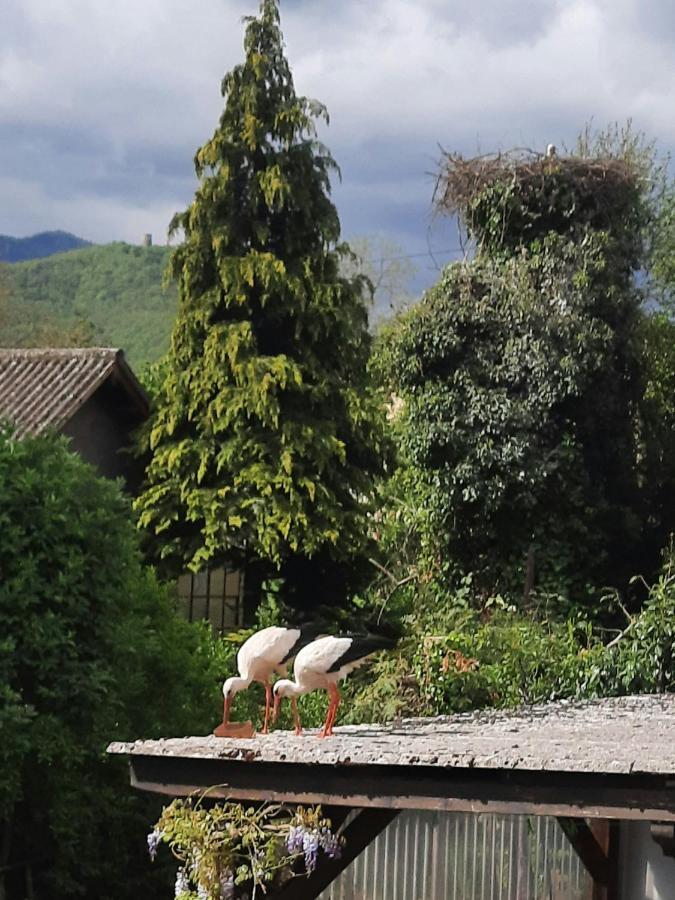 Gite Les Glycines 68230 Turckheim Bagian luar foto